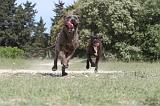 CANE CORSO 038